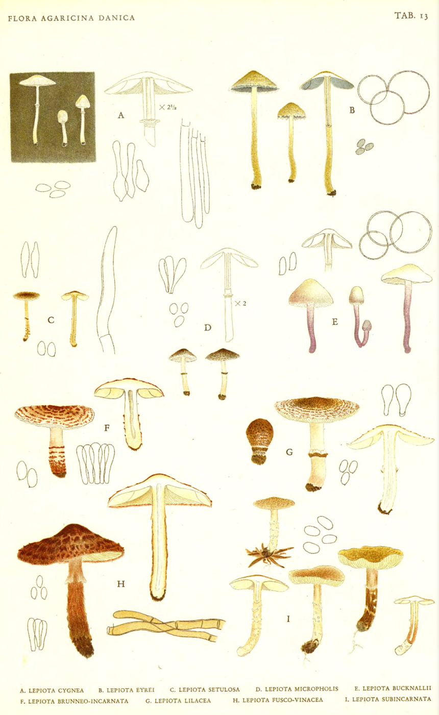 mushroom-image